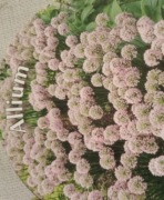 Allium karłowe nasiona 50 szt