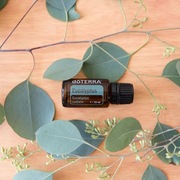 Olejek eteryczny EUCALYPTUS eukaliptus doTERRA 15ml