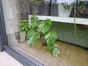 Monstera deliciosa Variegata