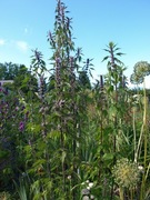 Serdecznik syberyjski  leczniczy roślina miododajna 100 nasion