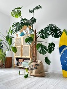 Monstera Deliciosa roślina doniczkowa