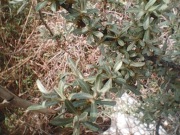 Rokitnik ziele z pędem