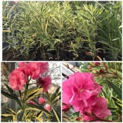 Oleander variegatta o pełnych  pachnących kwiatach