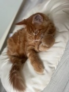 Maine Coon Koty rasowe