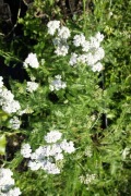 Krwawnik pospolity – Achillea millefolium- sadzonka