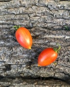 MALGIA ROSA    Pomidor Kolekcjonerski 