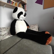 Panda pluszak wielkość 200 cm