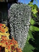 Dichondra srebrzysta - 30 nasion PROMOCJA!