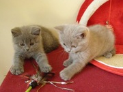 Kot brytyjski kocięta brytyjskie