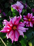 Dalia Edge of Joy