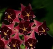 2. Hoya, hoja Lobbii "Black Lady" - ukorzeniona sadzonka.