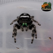 Skakun Phidippus regius "Everglades", samiec L5/L6