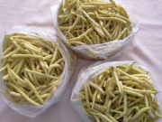 Sprzedam świeżą fasolkę 