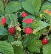 Poziomka ! Sadzonki poziomek