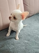 Cudna Mini Biała Chihuaha
