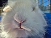 królik baranek samica