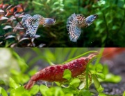 Piękne Rasowe Gupiki Metal Rainbow Cobra para + krewetki Red Cherry 5szt