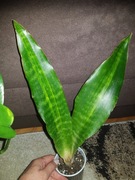 Sanseviera sansewieria Aubrytiana Nite Lite