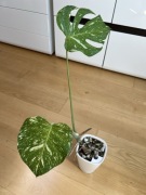 Monstera Thai Constellation
