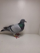 Gołębie pocztowe 