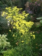 Patrinia (Patrinia scabiosifolia) 20n 