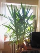 Juka (Yuka) domowa 160/130/20 cm