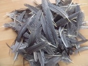 Pióra Perliczki lotki dla rzemiosła 300 sztuk  tanio