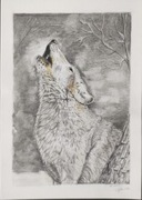 "Wilk"- rysunek ołówkiem, format A4 w ramce A3