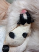 Suka szczenię Papillon trikolor