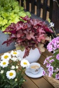 Heuchera Zurawka World Caffe Vienna don C1