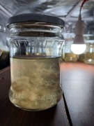 Soplówka jeżowata Grzybnia w płynie LC Płynna kultura 10ml.