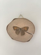 Motyl na drewienku ozdobnym | ręcznie robione chabryistokrotki 