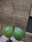 Hoya kerrii sadzonka 