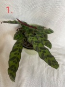 KALATEA LANCETOLISTNA