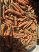 Marchew 25 kilo paszowa odpadowa dla zwierząt królików 