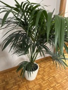 Palma areka - 1,64 m