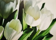 Obraz Canvas TULIPAN ST008 80 cm x 60 cm (używany, stan bdb)