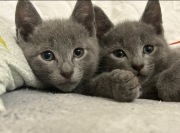 Piękne koty rosyjskie niebieskie z rodowodem Fife 