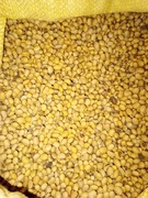 Soja Polska bez GMO.