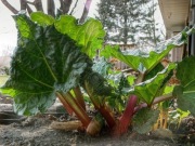 Rabarbar Malinowy Piękne Sadzonki (3 - Letnie)