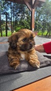 Shih Tzu szczeniaki rodowodowe
