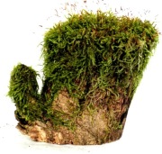 MECH DO TERRARIUM KM74  20/6/11