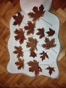 Liście klonu suszone w glicerynie naturalne liście