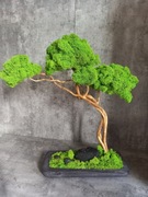 Drzewko bonsai z mchem chrobotkiem. Mech Chrobotek. Dekoracje wnętrz 