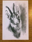 POCZTÓWKA KARTKA MYŚLIWSKA SARNA KOZIOŁ ROGACZ NIEMCY 1998/99