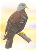 Wyspy Św Tomasza i Książęce - Ptaki, (zestaw 577)