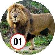 Pan Opłatek na tort - LEW LWY