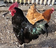 Koguty - młode po 25