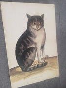 Koty - Zwierzęta  reprint XIX w. grafik do aranżacji wnętrza