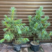 Sosny wejmutki o wysokości 90-140 cm